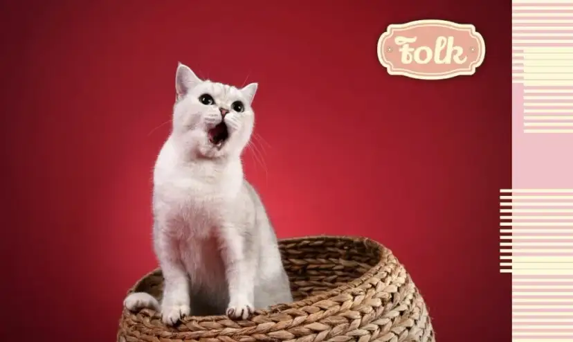 Co zrobić gdy kotka ma ruję? Skuteczne sposoby na złagodzenie objawów