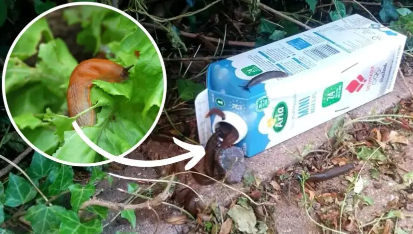 Skuteczna pułapka na ślimaki z piwa - prosta metoda na pozbycie się ich