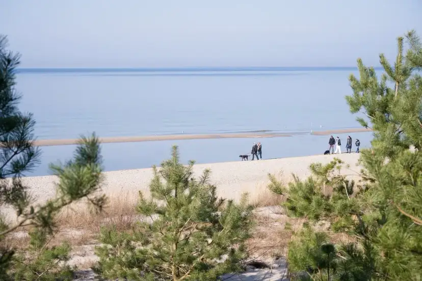 Dlaczego nad morzem nie ma komarów? Odkryj tajemnice ich braku