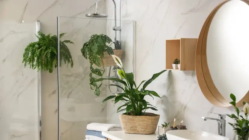 Jakie rośliny do łazienki? Z oknem czy bez poradnik ekspertki.