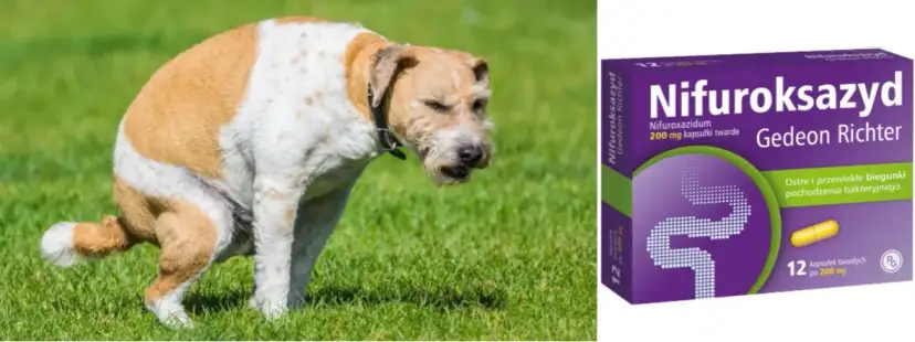 Co dla psa na biegunkę - skuteczne sposoby na ulgę i zdrowie