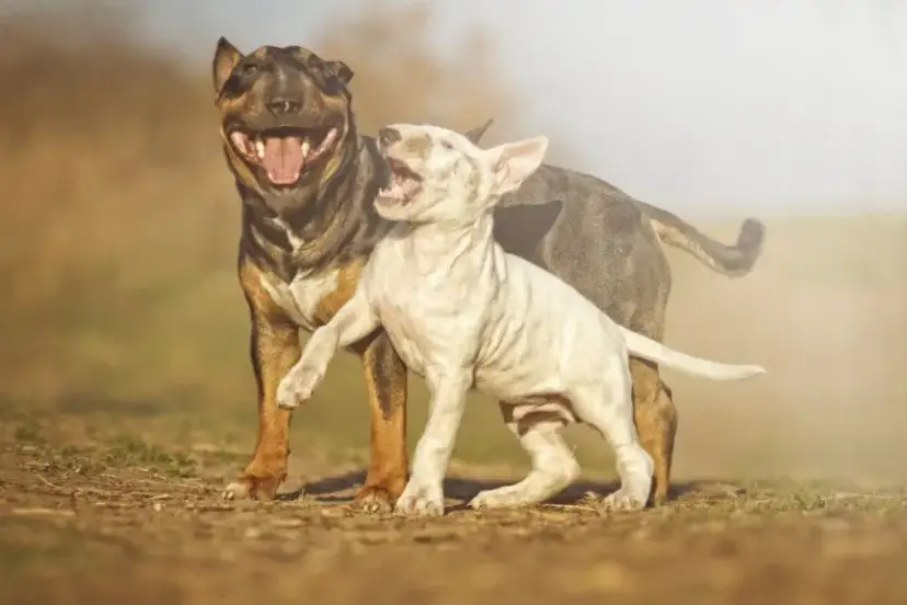 Kiedy szczeniak może mieć kontakt z innymi psami, by uniknąć problemów zdrowotnych
