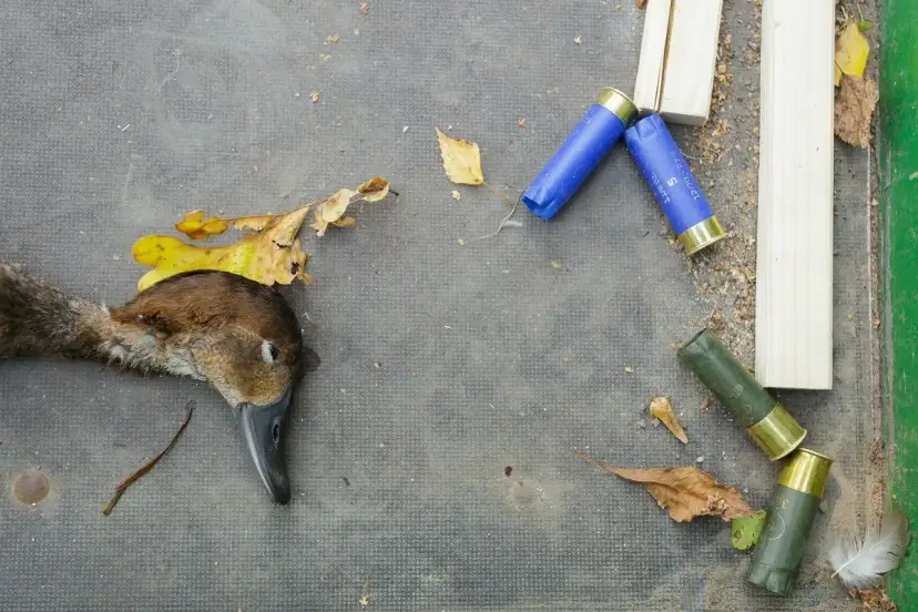 Kiedy jest sezon na kaczki? Poznaj daty i przepisy łowieckie