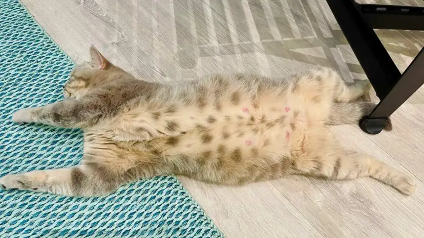 Kotka ile w ciąży - ile trwa ciąża i jak dbać o przyszłą mamę?