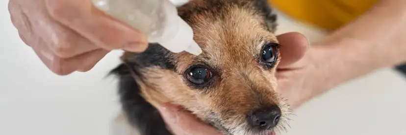 Jakie krople do oczu dla psa wybrać, aby uniknąć bólu i problemów?