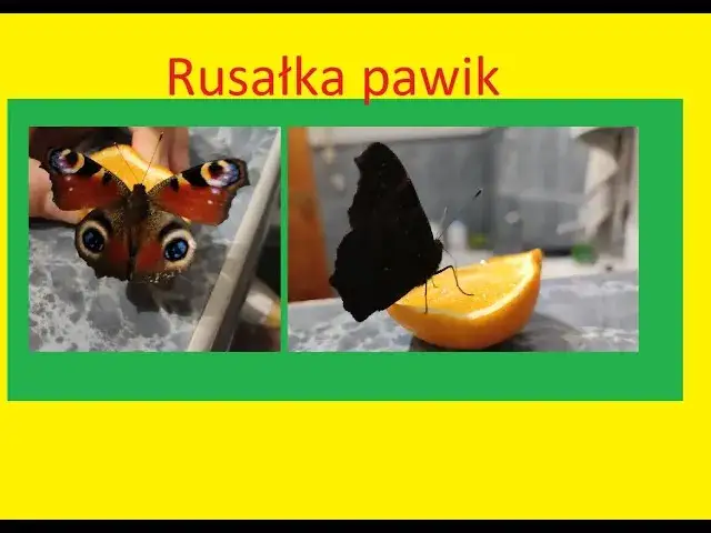 Jak zimują motyle w Polsce? Poznaj ich sekrety i pomóż im