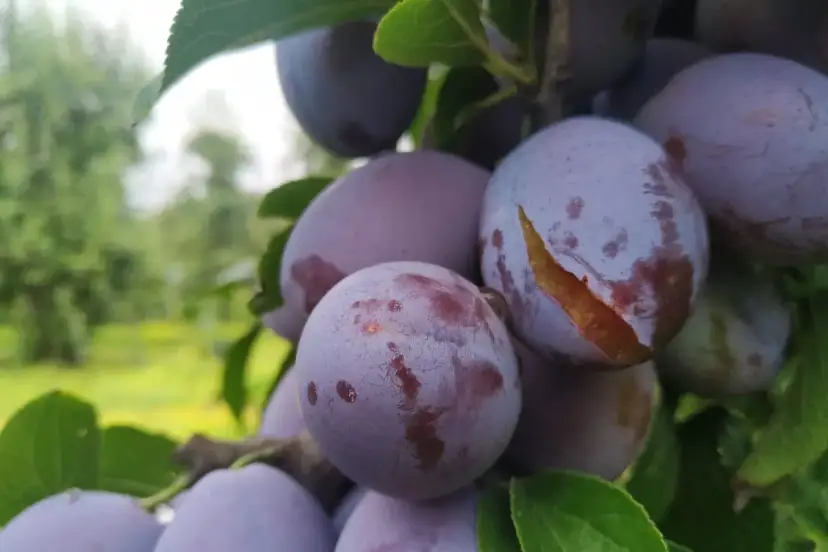 Kiedy sezon na śliwki węgierki? Sprawdź, aby nie przegapić!