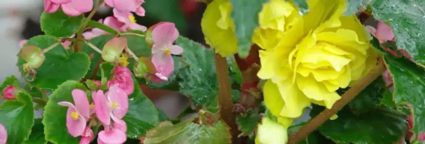 Kiedy wysadzać begonie do gruntu, aby uniknąć przymrozków?