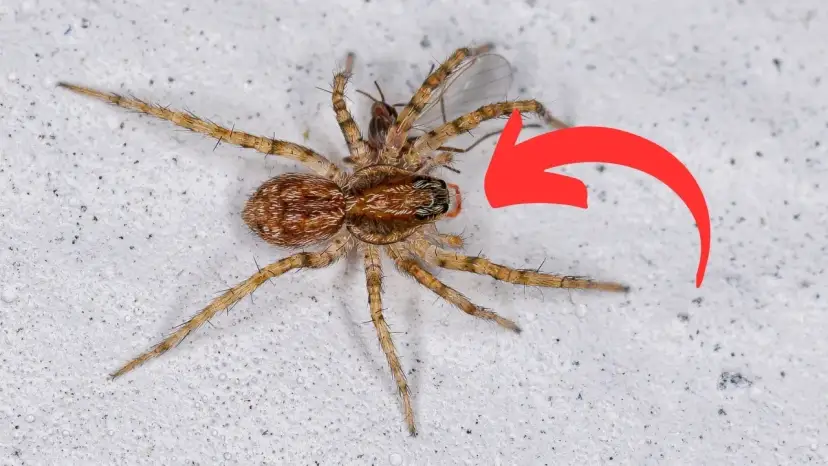 Jak pozbyć się pająków z elewacji? Proste metody na skuteczne usunięcie