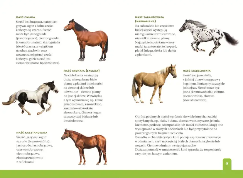 Jaki atlas o koniach dla dziecka? Wybierz idealny z ekspertem!