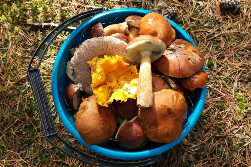 Najlepsze grzyby pod Szczecinem: Sprawdzone miejsca i porady