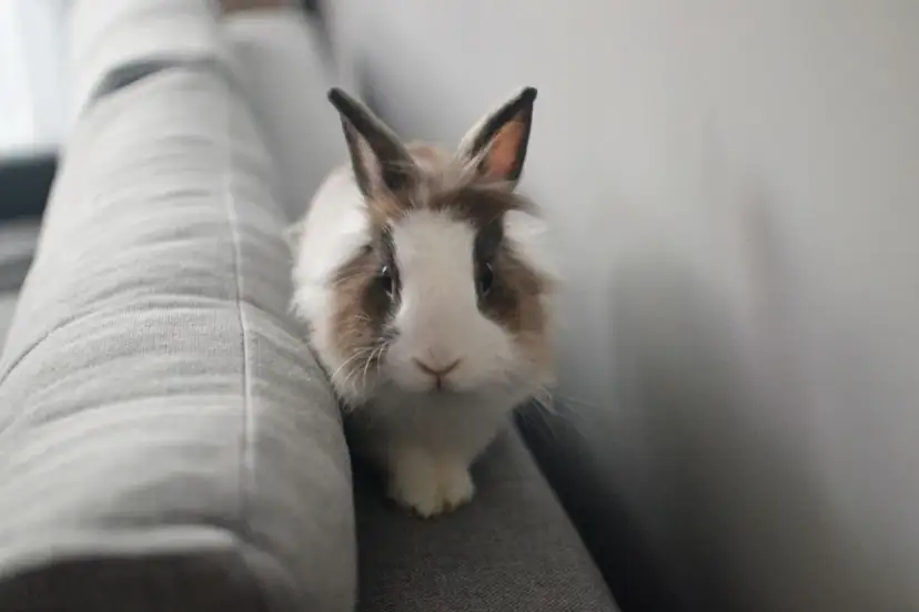 Alergia na królika: Objawy, co uczula i jak sobie radzić