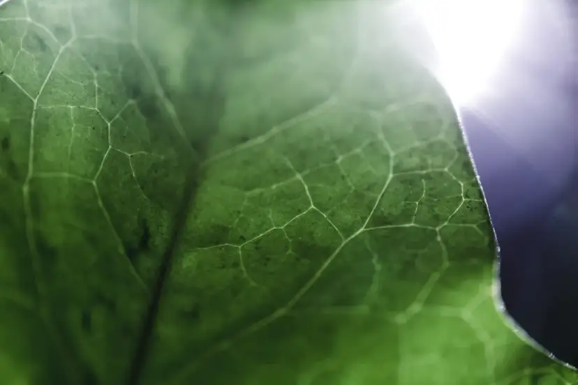 Zielony ład co wprowadza - kluczowe zmiany dla rolnictwa i przemysłu