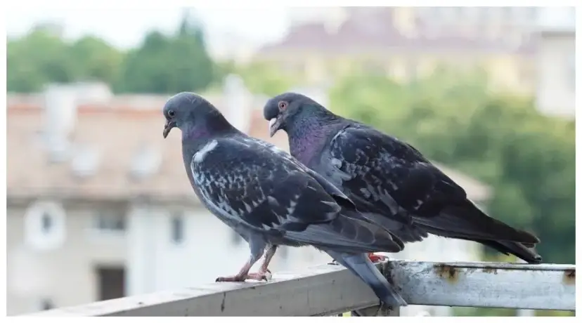 Co zrobić z jajkami gołębi? Ochrona i humane rozwiązania na balkonie