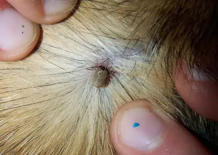 De dónde nacen las pulgas y garrapatas y cómo evitar su infestación