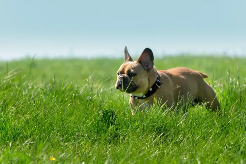 Czy obroża na kleszcze jest skuteczna? Sprawdź, co musisz wiedzieć