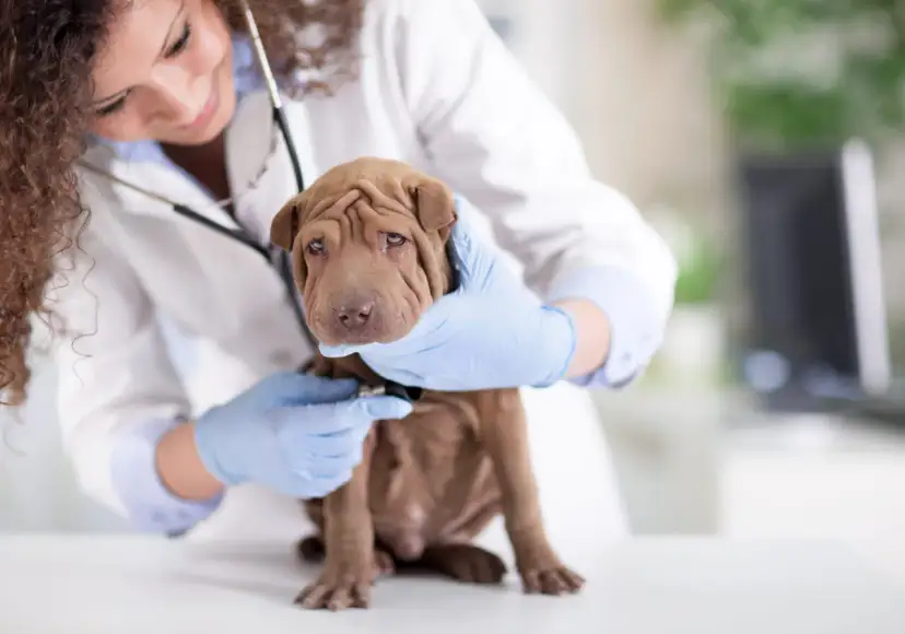 Jaki syrop dla psa na kaszel? Bezpieczne opcje i porady weterynaryjne