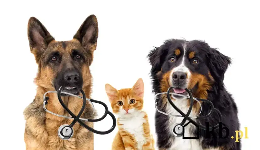 Ile kosztuje odrobaczanie psa? Ceny i jak mądrze wybrać