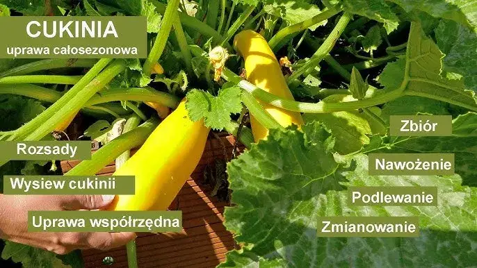 Sezon na cukinie kiedy? Odkryj najlepszy czas na świeże cukinie