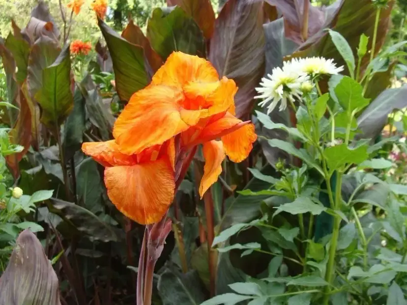 Kanna jak sadzić: proste sposoby na piękne kwiaty w ogrodzie