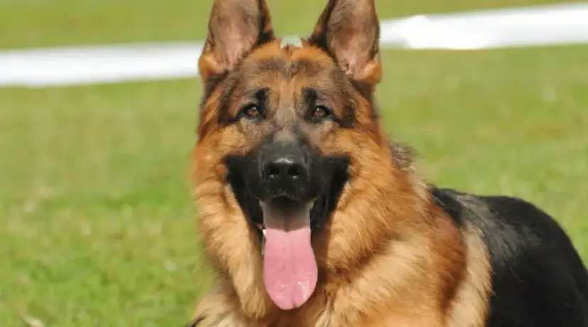 Ile karmy dla szczeniaka owczarka niemieckiego, by uniknąć problemów zdrowotnych?