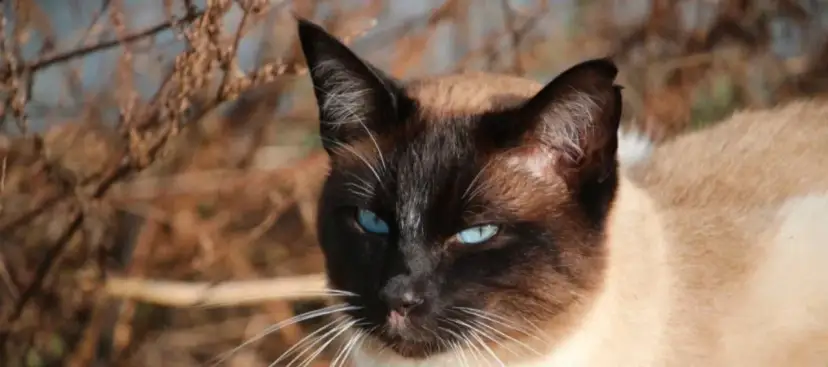 Kot tonkijski z niebieskimi oczami i miodowym futrem na tle suchych gałęzi.