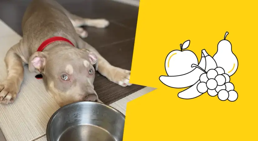 Czy szczeniak może jeść jabłko? Bezpieczne sposoby na wprowadzenie owocu