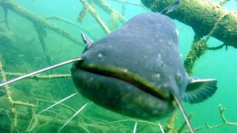 Czym żywią się sumy? Odkryj ich zaskakującą dietę w akwarium i naturze