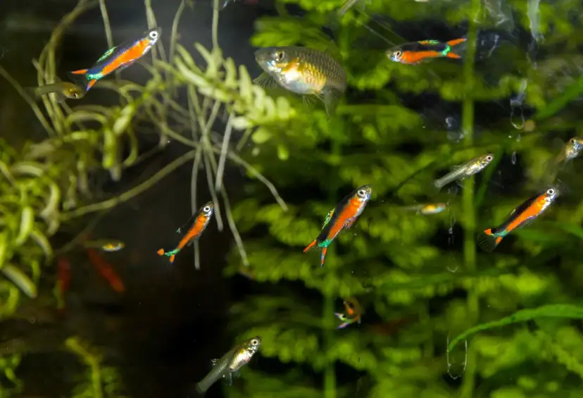 Jakie rybki z gupikami i neonkami? Unikaj błędów w akwarium