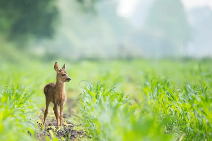 Młoda sarenka na polu. Zastanawiasz się, czym dokarmiac sarny? Najlepiej zostawić je w spokoju, by same znalazły pożywienie.