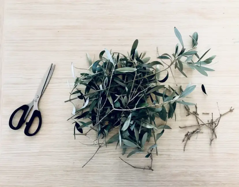 Kiedy przycinać oliwkę, aby uniknąć błędów i zapewnić zdrowie drzewa