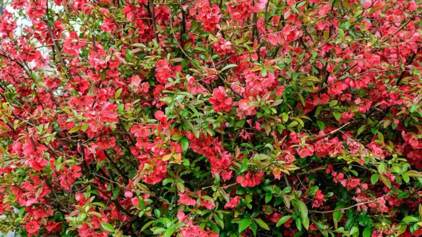 Kiedy sadzić sadzonki pigwowca, aby uniknąć niepowodzeń w uprawie