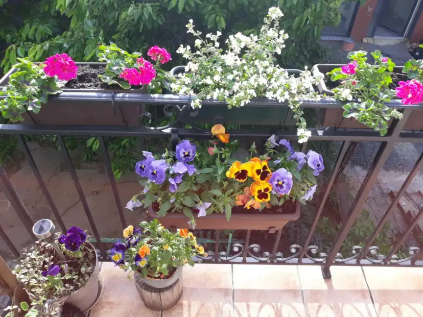 Kolorowe bratki i pelargonie zdobią balkon. Wiosna w pełni, idealny czas, by pomyśleć, co na balkon.