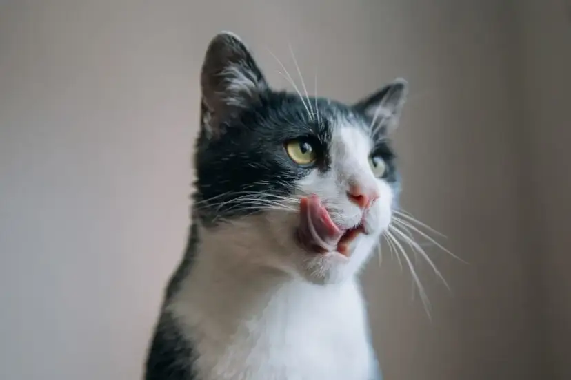 Czy koty mogą jeść rukolę? Poznaj ryzyko i zdrowe ilości