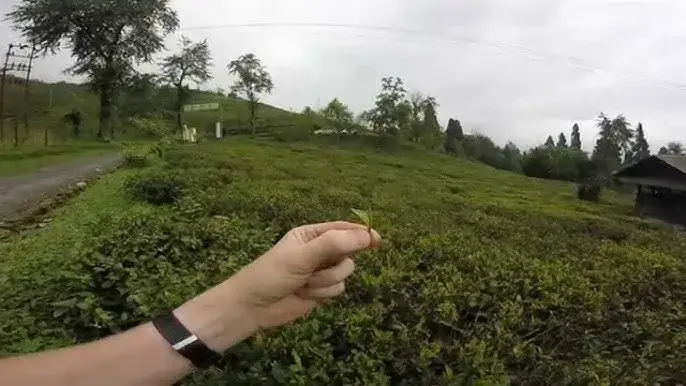 Jak powstaje herbata? Edukacyjny film dla dzieci o jej tajemnicach