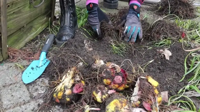 Zielone pogotowie: Kiedy przesadzać lilie, aby uniknąć problemów