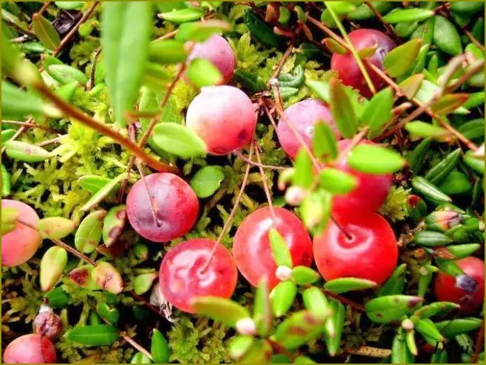 Jak rośnie żurawina w lesie – sekrety jej wzrostu i środowiska