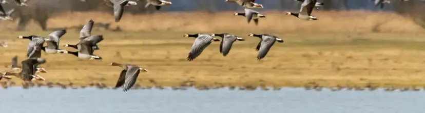 Jaki jest symbol parku narodowego Ujście Warty i jego znaczenie?