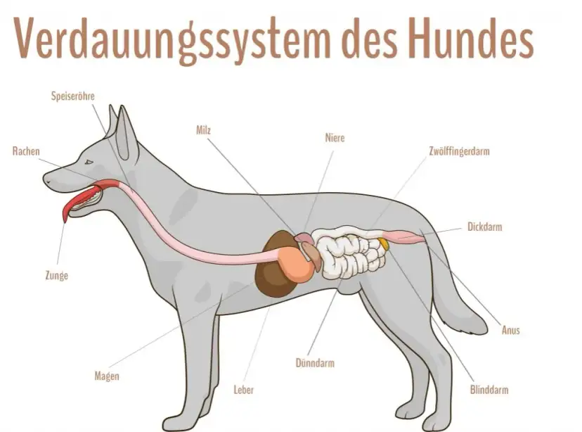 Wie lange verdaut ein Hund? Wichtige Faktoren für die Gesundheit