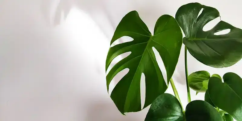 Czy monstera jest trująca dla psa? Objawy i co zrobić w razie zatrucia