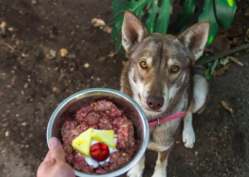 Pies z zaciekawieniem patrzy na miskę z jedzeniem. To zdrowa dieta barf dla psa, pełna mięsa i dodatków.