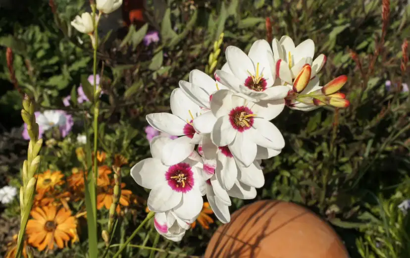 Iksja kiedy sadzić – najlepsze terminy dla bujnego kwitnienia