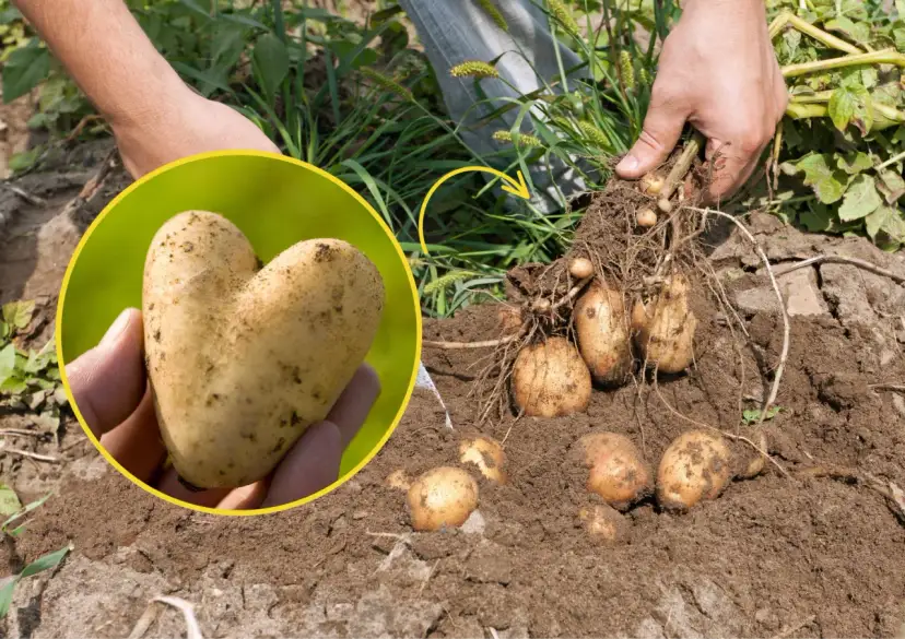 Jak sadzić ziemniaki na polu - skuteczne metody i porady dla każdego
