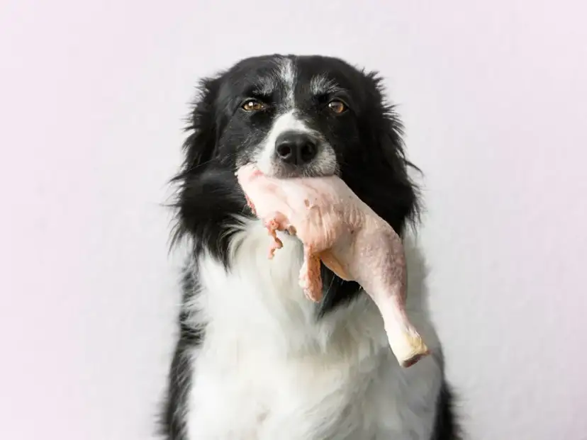 Czy pies może jeść surowe mięso z kurczaka? Ważne informacje i ryzyka