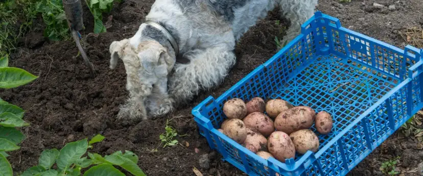 Czy szczeniak może jeść ziemniaki? Sprawdź, jak to robić bezpiecznie