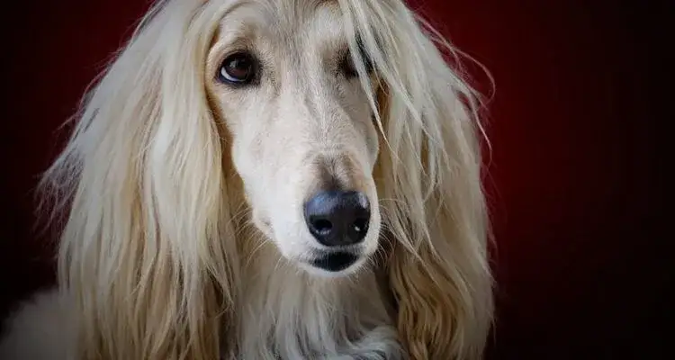 Dlaczego pies gubi sierść? Przyczyny i objawy, które musisz znać