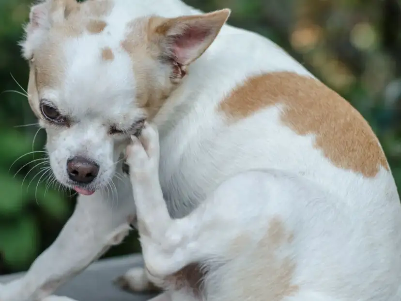 Chihuahua z ektropium u psa, która drapie się łapą po oku.