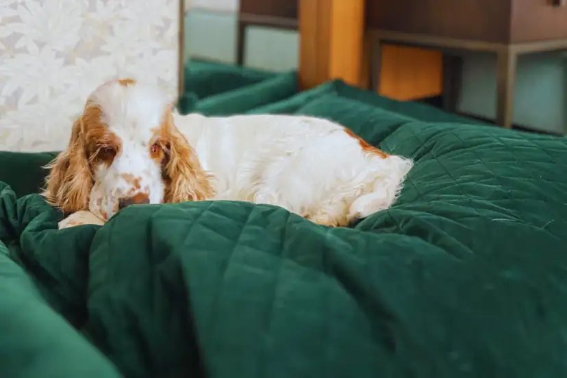 Hotel z psem: Jak zaplanować udany pobyt bez niespodzianek?