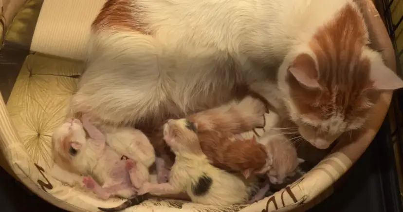 Jak kotka rodzi - poznaj etapy porodu i jak pomóc matce