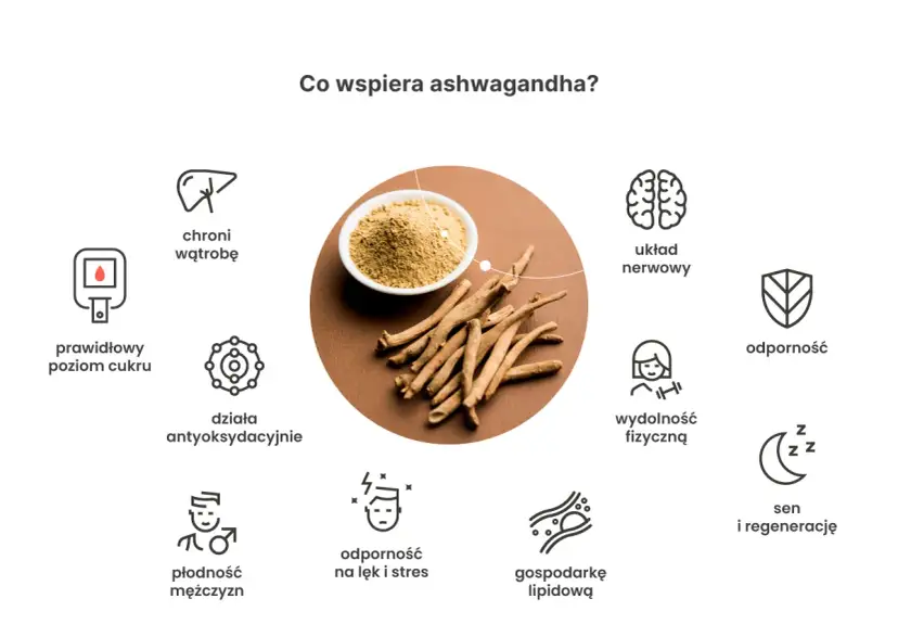 Ashwagandha wspiera: prawidłowy poziom cukru, wątrobę, działanie antyoksydacyjne, płodność, odporność na stres, układ nerwowy, wydolność fizyczną, odporność, gospodarkę lipidową, sen i regenerację.
